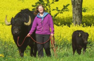 Sandra Metzger mit Ochsen spazieren